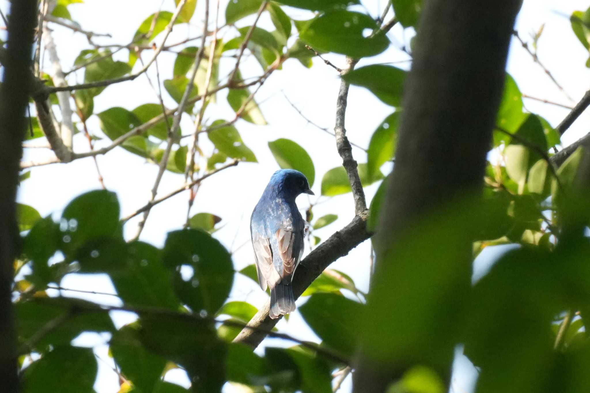 Photo of Blue-and-white Flycatcher at 東京都 by どばと