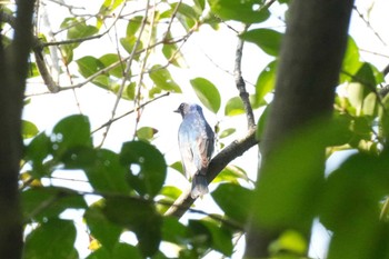 Blue-and-white Flycatcher 東京都 Sun, 4/28/2024