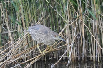 Black-crowned Night Heron 東京都 Mon, 4/29/2024