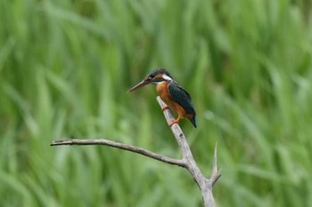 Common Kingfisher 埼玉県 Mon, 4/29/2024