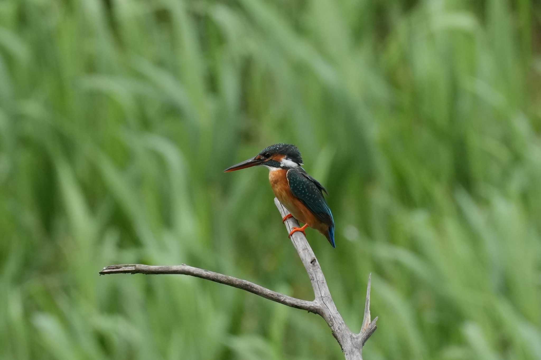 Photo of Common Kingfisher at 埼玉県 by どばと