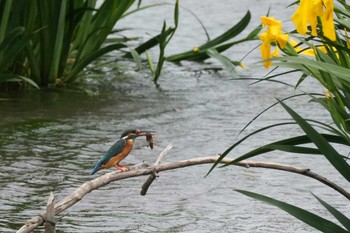 Common Kingfisher 埼玉県 Mon, 4/29/2024