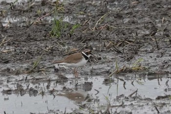 Little Ringed Plover 埼玉県 Tue, 4/30/2024