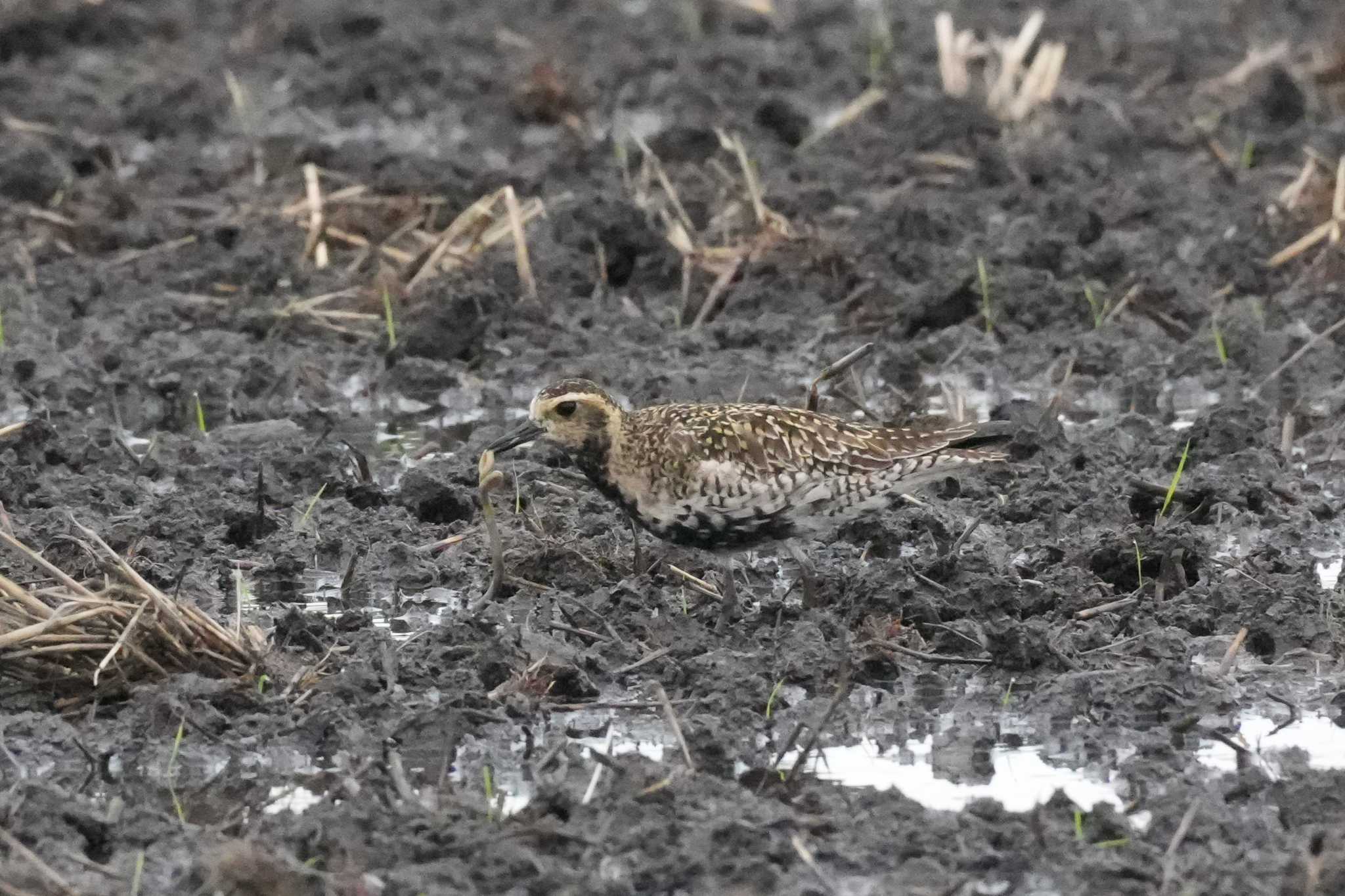 Photo of Pacific Golden Plover at 埼玉県 by どばと