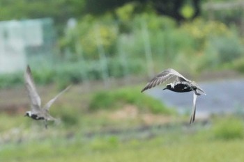 Pacific Golden Plover 埼玉県 Tue, 4/30/2024