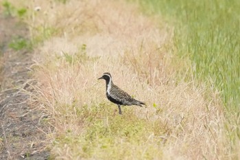 Pacific Golden Plover 埼玉県 Tue, 4/30/2024