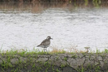 Pacific Golden Plover 埼玉県 Tue, 4/30/2024