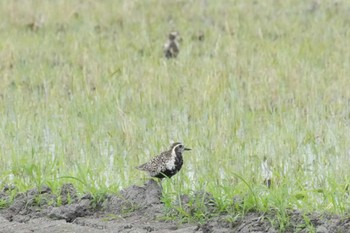 Pacific Golden Plover 埼玉県 Tue, 4/30/2024