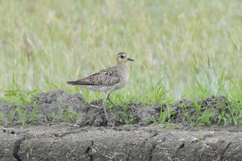 Pacific Golden Plover 埼玉県 Tue, 4/30/2024