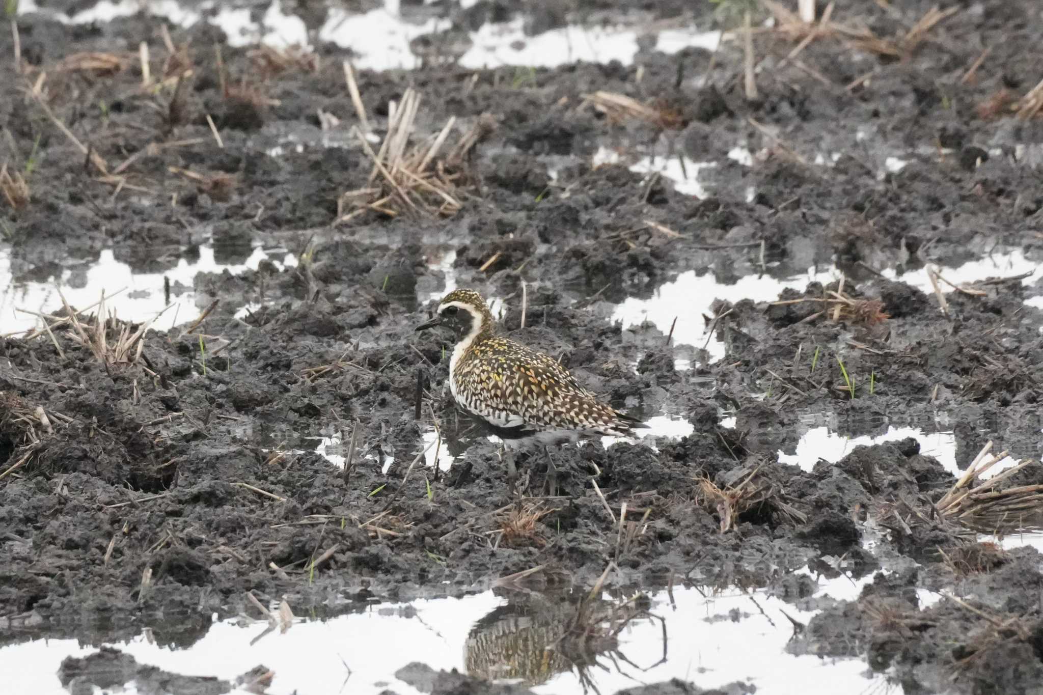 Photo of Pacific Golden Plover at 埼玉県 by どばと