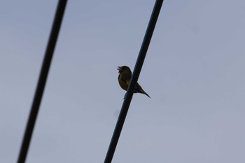 Grey-capped Greenfinch 埼玉県 Tue, 4/30/2024