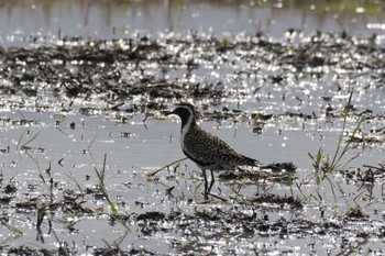 Pacific Golden Plover 埼玉県 Tue, 4/30/2024