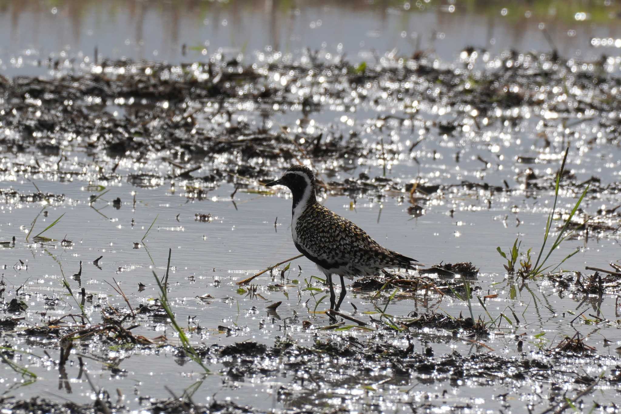 Photo of Pacific Golden Plover at 埼玉県 by どばと