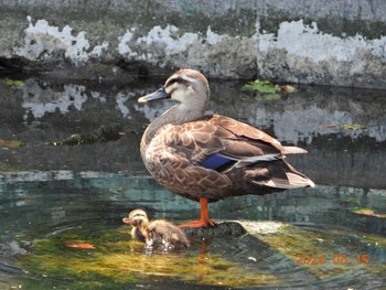 Eastern Spot-billed Duck 仙台堀川公園(江東区) Wed, 5/15/2024