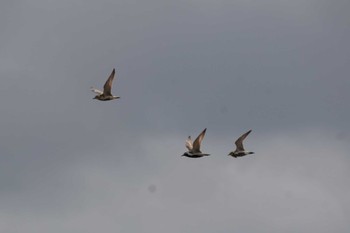 Pacific Golden Plover 埼玉県 Tue, 4/30/2024