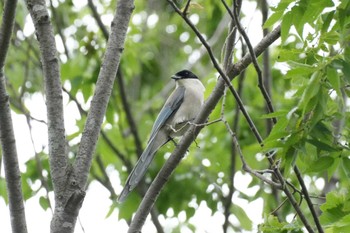 Azure-winged Magpie 埼玉県 Tue, 4/30/2024