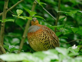 Chinese Bamboo Partridge 横浜市立金沢自然公園 Tue, 5/14/2024