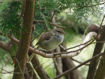 Japanese Bush Warbler 横浜市立金沢自然公園 Tue, 5/14/2024