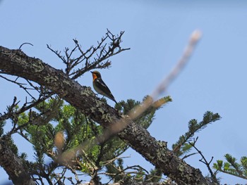 Narcissus Flycatcher Senjogahara Marshland Sat, 5/11/2024