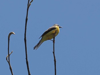 Grey Wagtail Senjogahara Marshland Sat, 5/11/2024