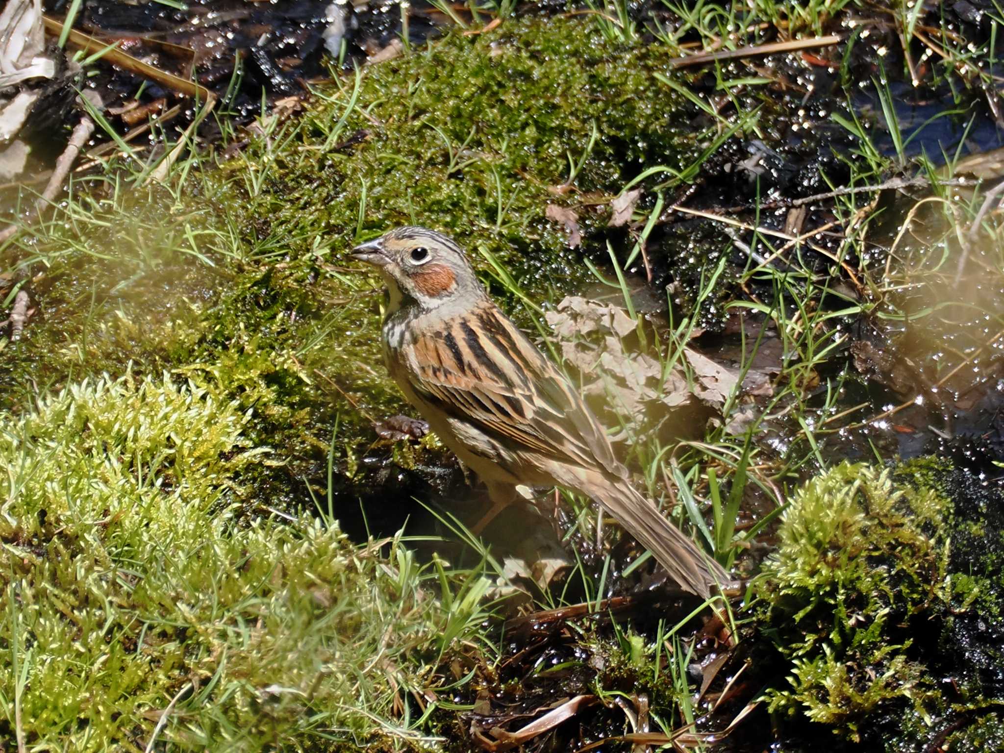 Chestnut-eared Bunting