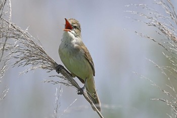 Oriental Reed Warbler 印旛沼北部調整池 Wed, 5/15/2024