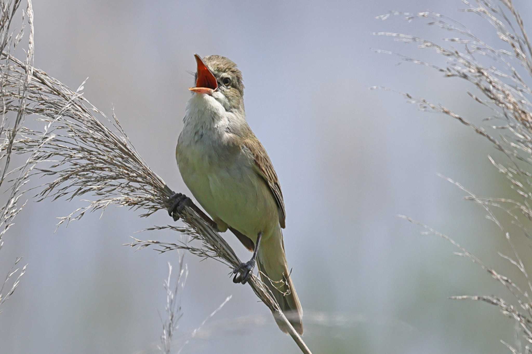 Photo of Oriental Reed Warbler at 印旛沼北部調整池 by yasu