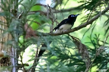 Black Paradise Flycatcher 八王子城跡 Wed, 5/15/2024