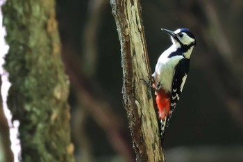 Great Spotted Woodpecker 大洞の水場 Tue, 5/14/2024