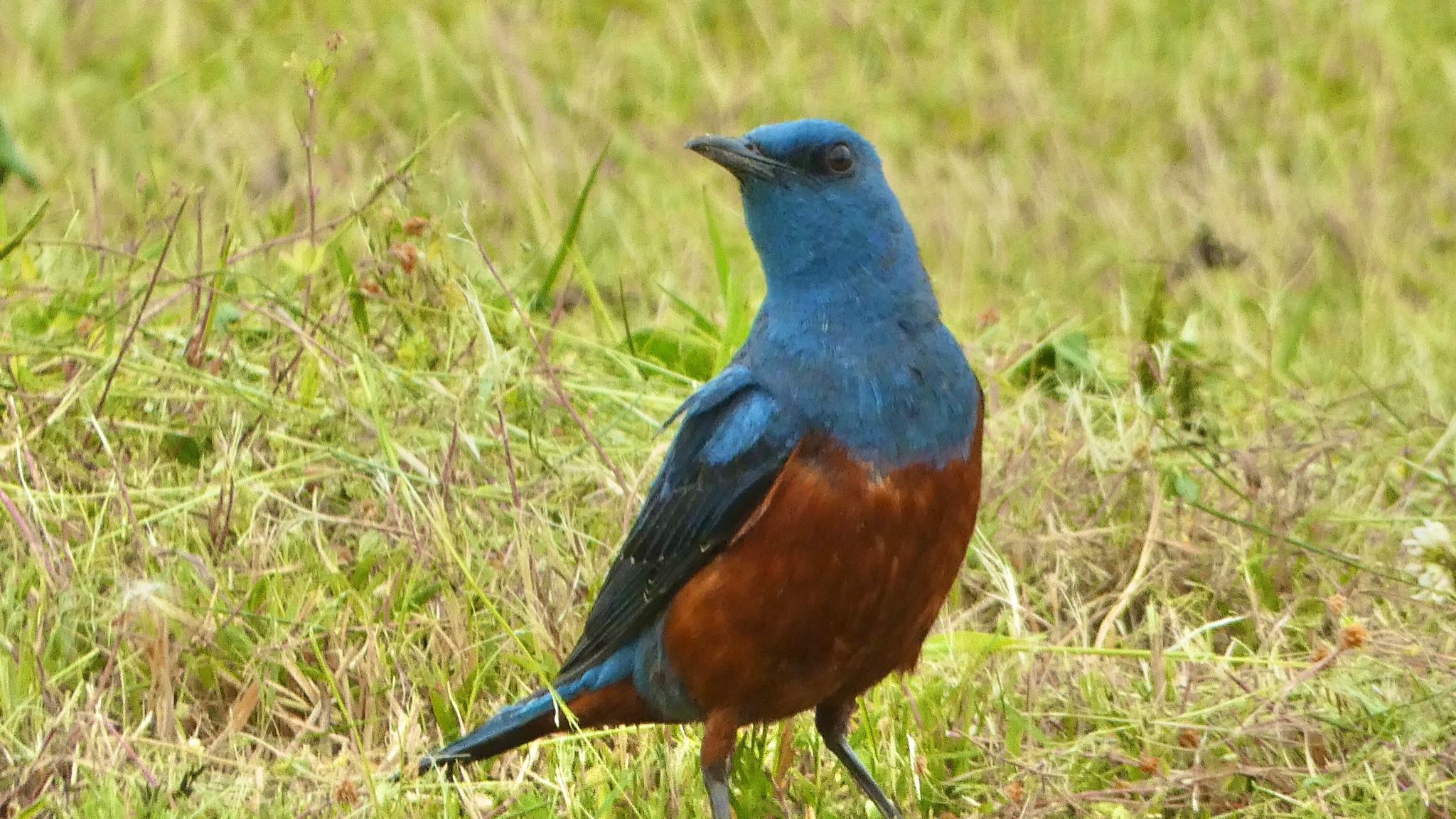 Blue Rock Thrush