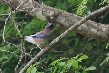 Eurasian Jay Hayatogawa Forest Road Mon, 4/29/2024