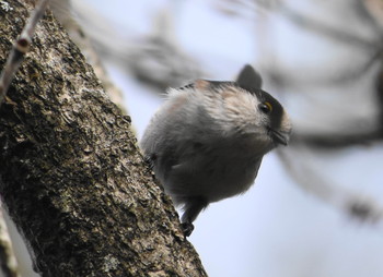 エナガ 三木山森林公園 2019年1月6日(日)