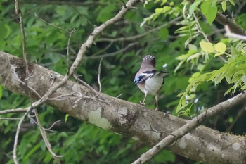 Eurasian Jay Hayatogawa Forest Road Mon, 4/29/2024