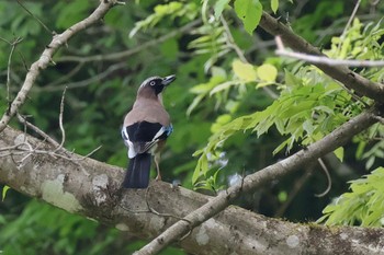 Eurasian Jay Hayatogawa Forest Road Mon, 4/29/2024