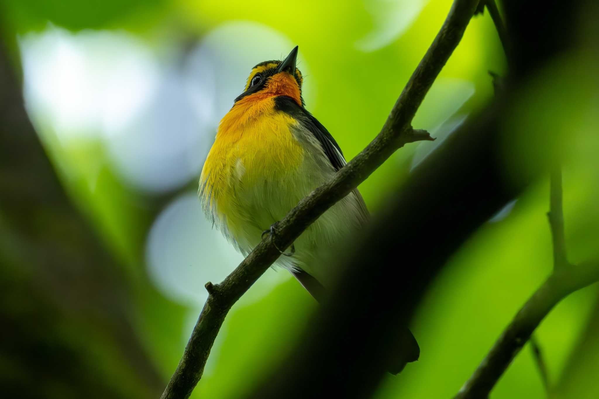 Narcissus Flycatcher