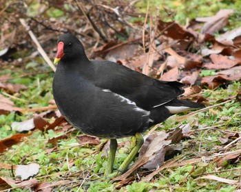 バン 三木山森林公園 2019年1月6日(日)