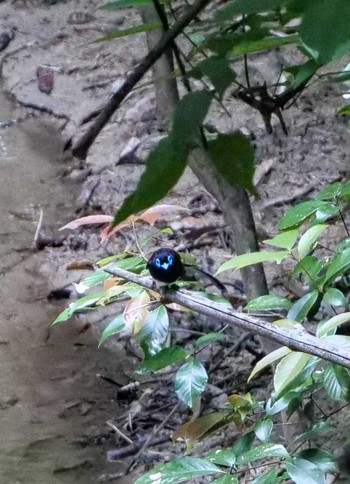 Black Paradise Flycatcher Unknown Spots Wed, 5/15/2024