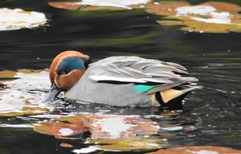 コガモ 三木山森林公園 2019年1月6日(日)