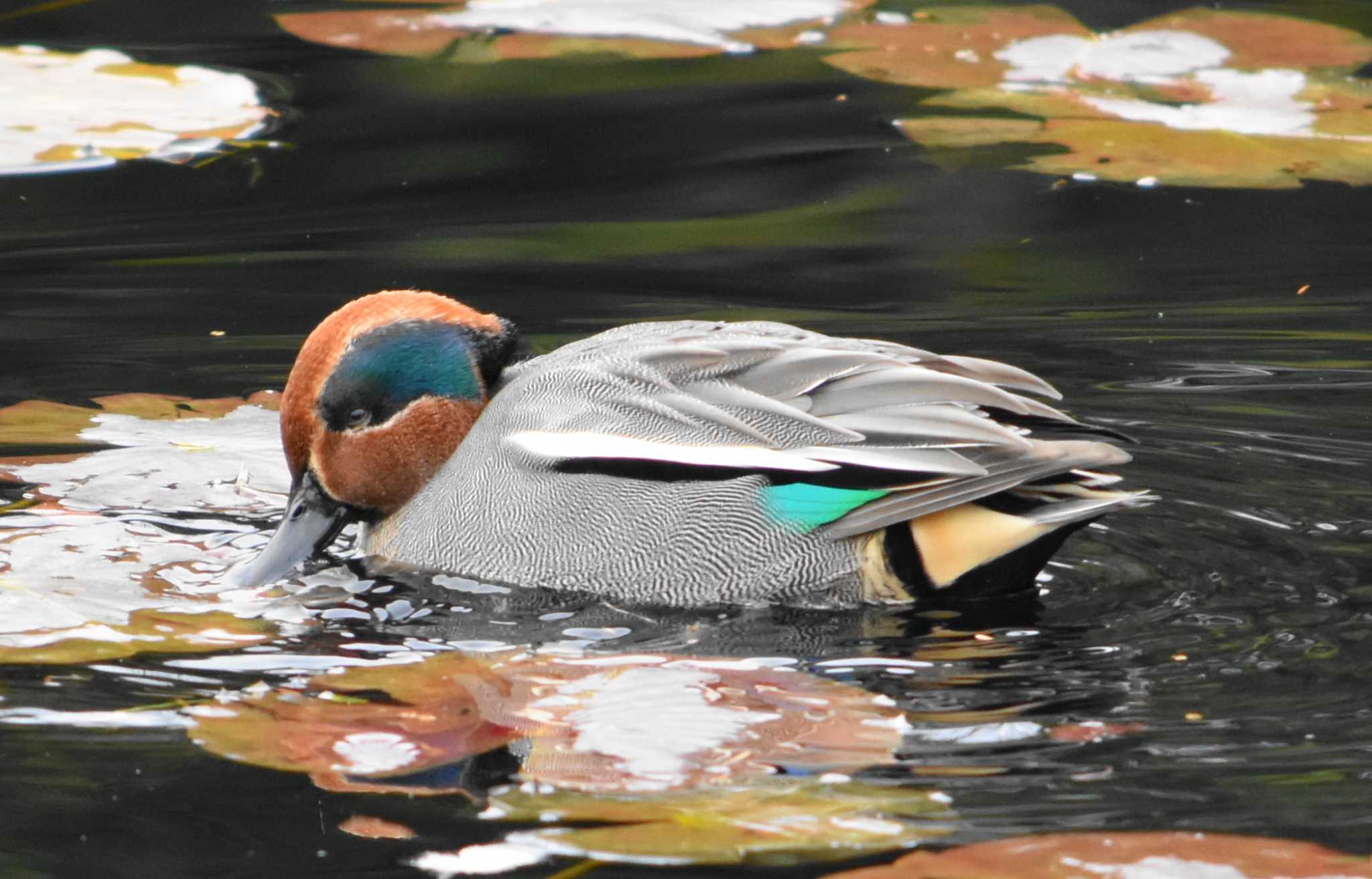 三木山森林公園 コガモの写真 by Shunsuke Hirakawa