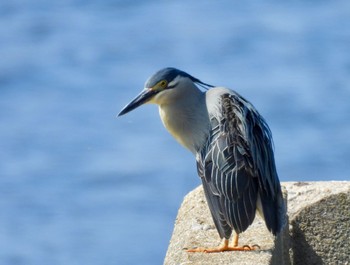 Striated Heron 新宝緑地 Sat, 5/11/2024