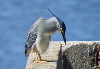 Striated Heron 新宝緑地 Sat, 5/11/2024