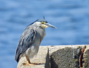 Striated Heron 新宝緑地 Sat, 5/11/2024