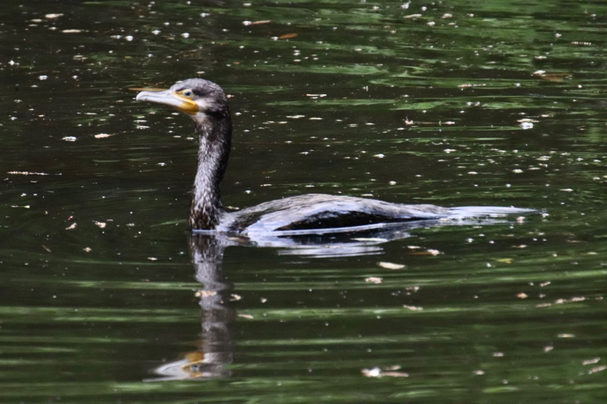 新治市民の森 カワウの写真 by Jiateng 三保