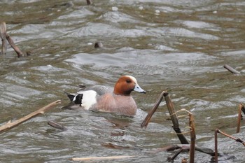 Eurasian Wigeon 石狩 茨戸川 Sun, 4/21/2024