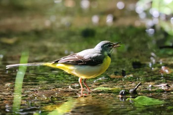 Grey Wagtail 大洞の水場 Tue, 5/14/2024