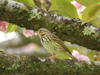 Olive-backed Pipit 秩父 Mon, 4/29/2024