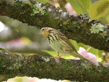 Olive-backed Pipit 秩父 Mon, 4/29/2024