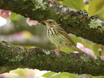 Olive-backed Pipit 秩父 Mon, 4/29/2024