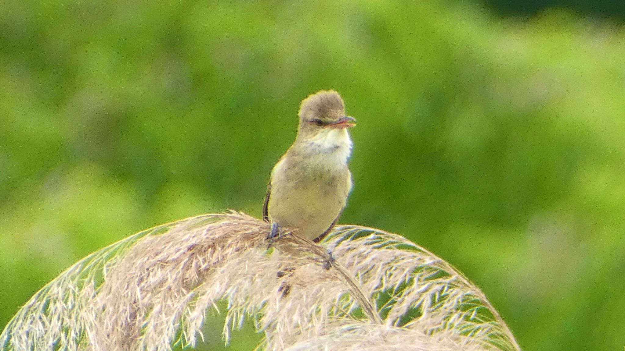 Oriental Reed Warbler