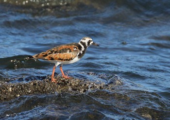 Ruddy Turnstone Tokyo Port Wild Bird Park Fri, 5/10/2024